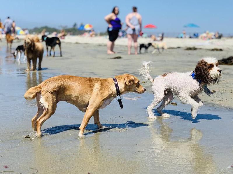 Dogs playing at dog beach