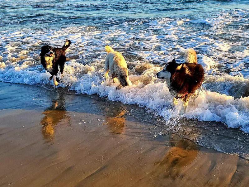 Dogs playing in the water at Huntington Dog Beach