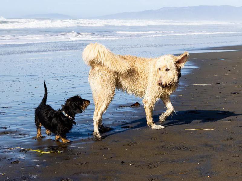 Dogs playing on the beach