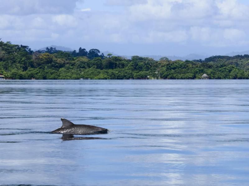 Dolphin Bay Panama