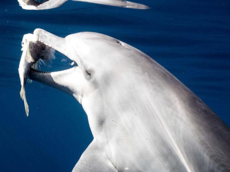 Dolphin eating underwater