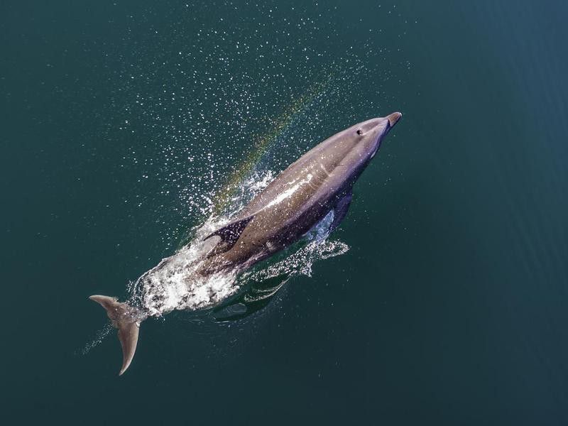 Dolphin in Baja California