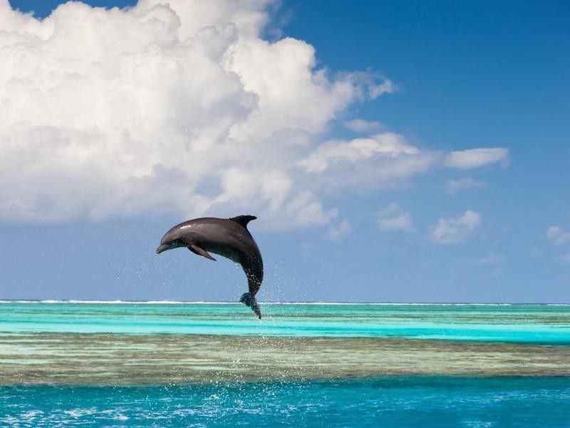 Dolphin in Tahiti