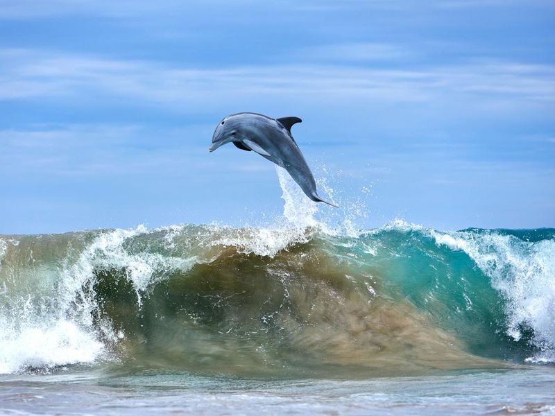 Dolphin Jumping out of ocean waves