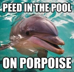 Dolphin meme