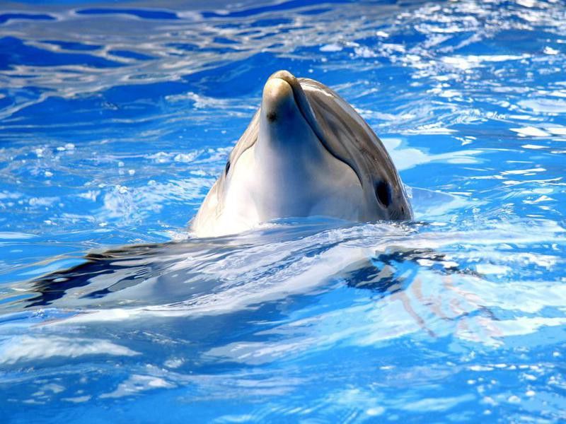 Dolphin Smiling