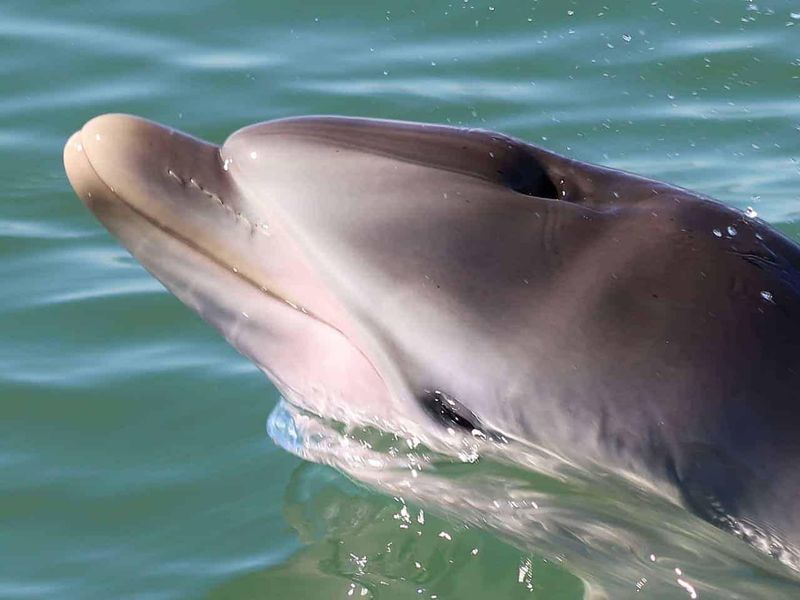Dolphin whiskers
