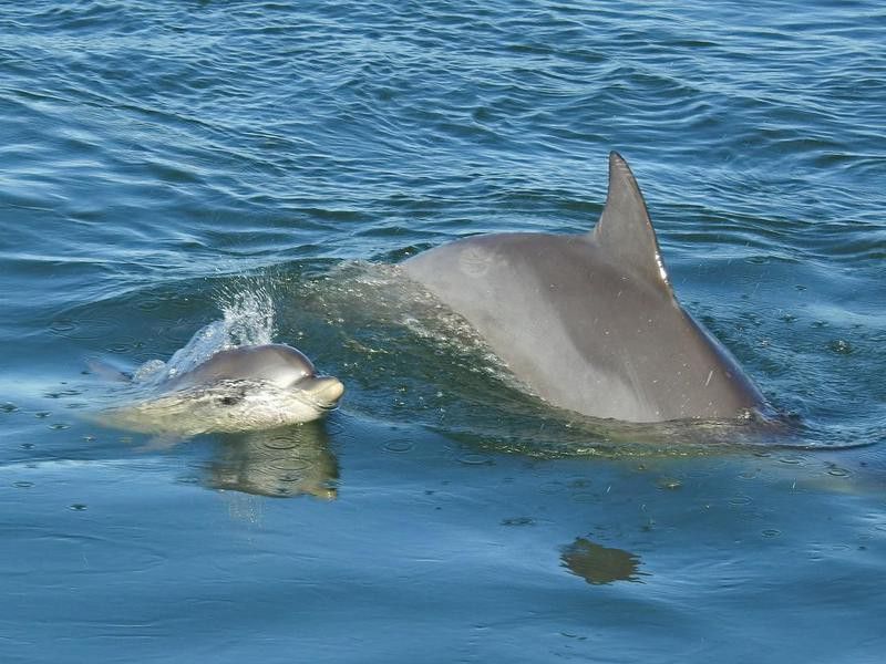 Dolphin With Baby