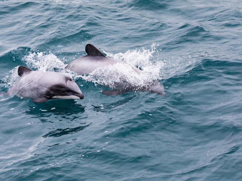 Dolphins in Akaroa, New Zealand