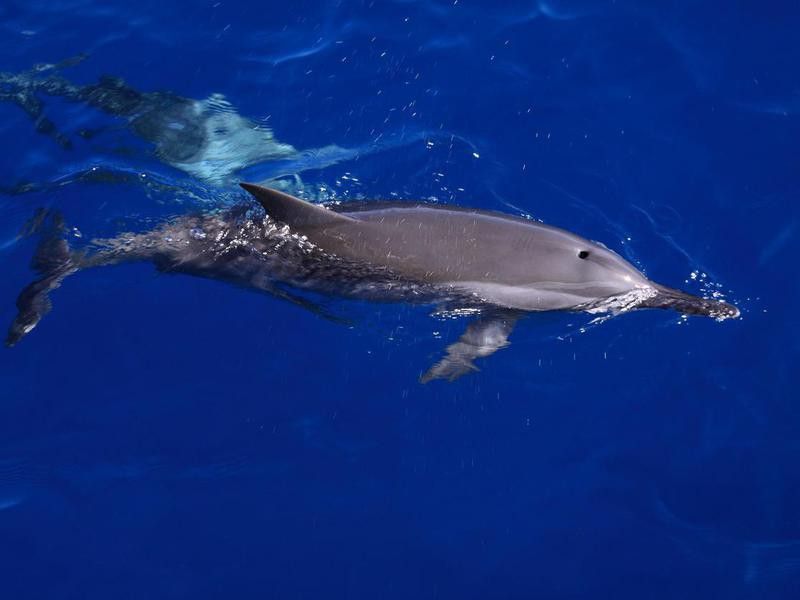 Dolphins in Fernando de Noronha, Brazil