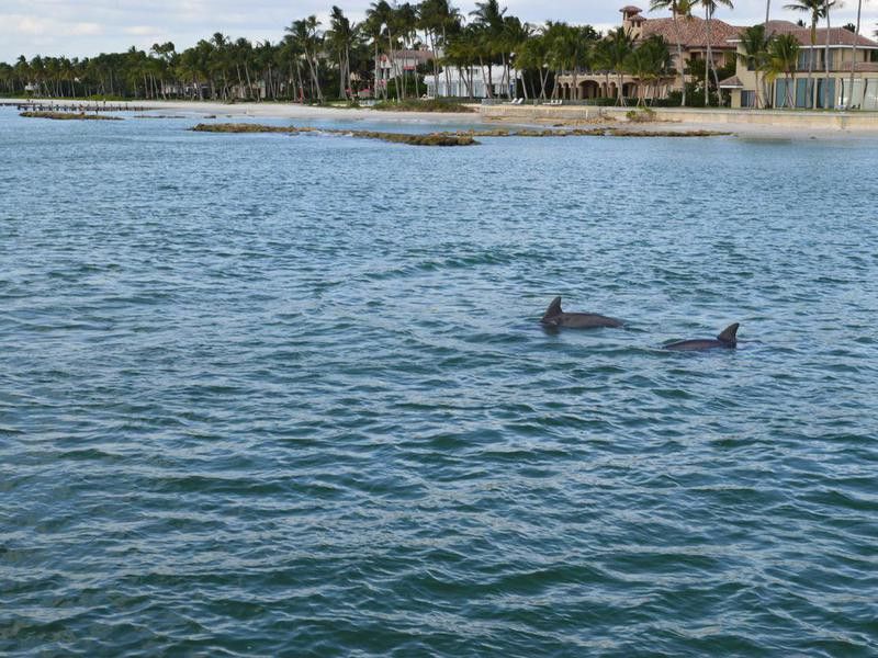 Dolphins in Marco Island, Florida