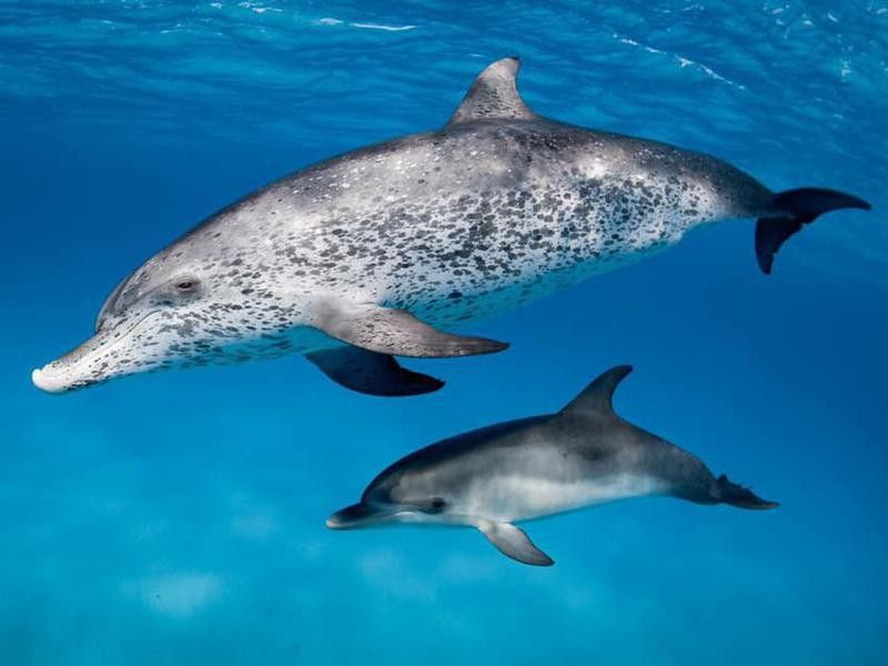 Dolphins in The Bahamas