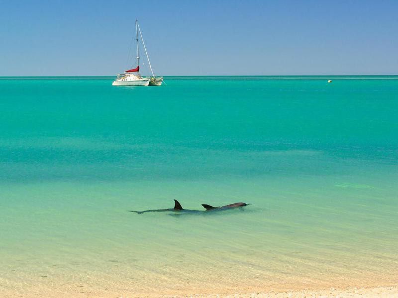 Dolphins in Western Australia