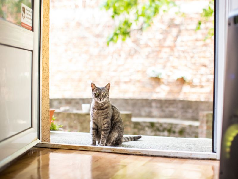 Domestic cat sitting outside entrance door