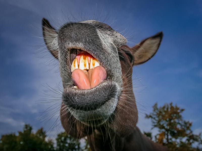 donkey kiss