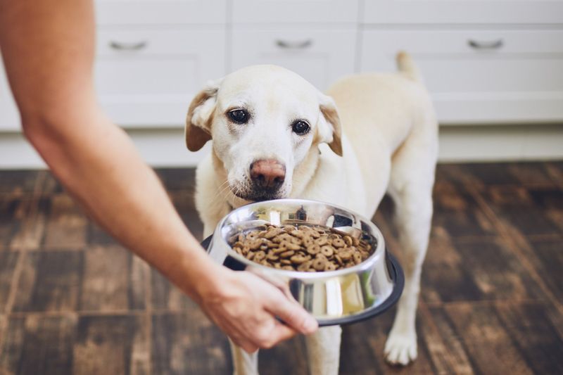 Don’t Wait to Feed Your Dog