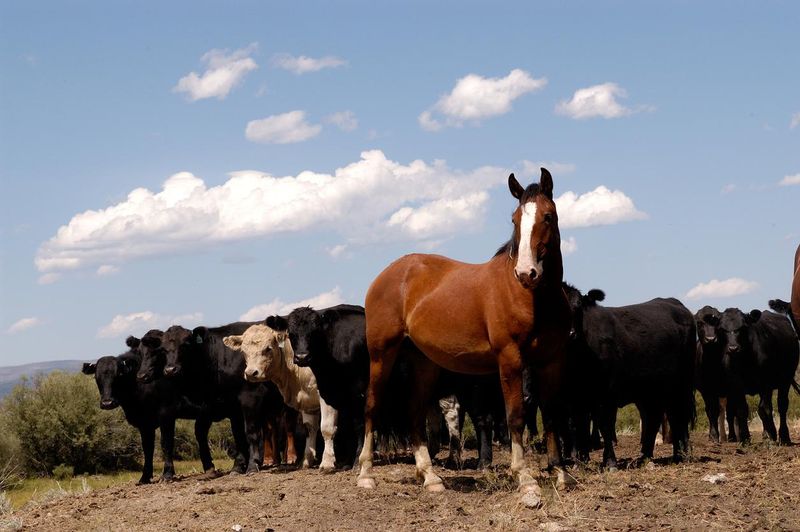 Draft horse standing with a herd of cattle