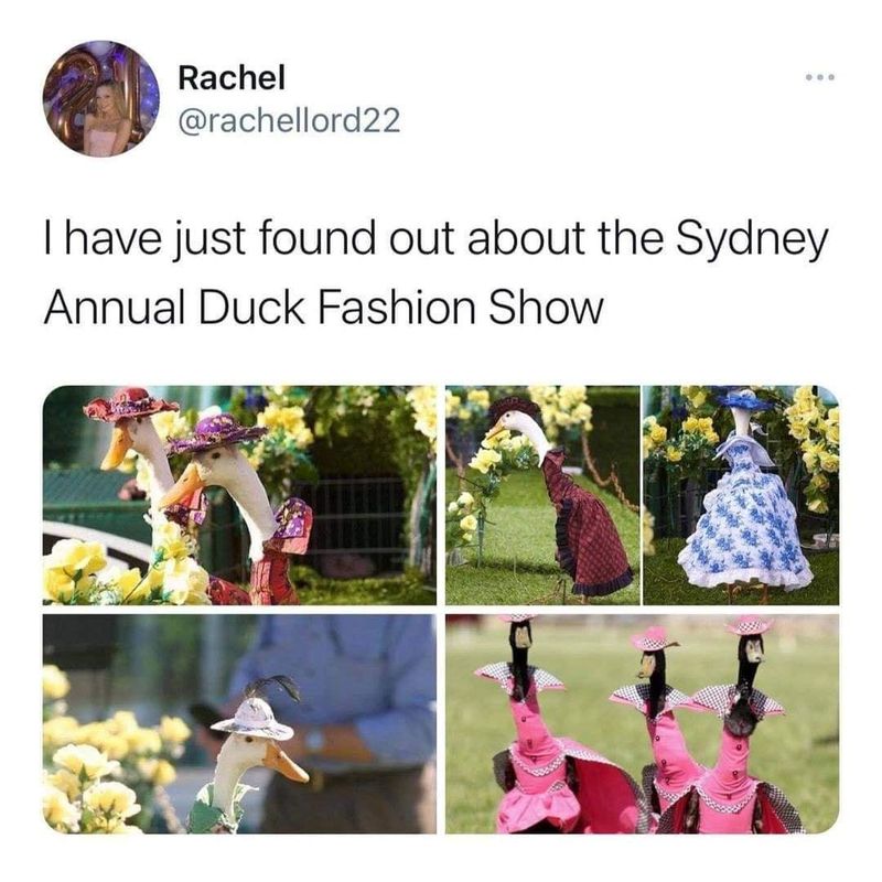 Duck fashion show meme