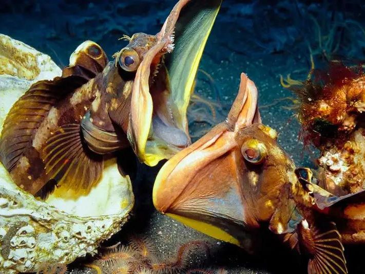 Dueling sarcastic fringeheads