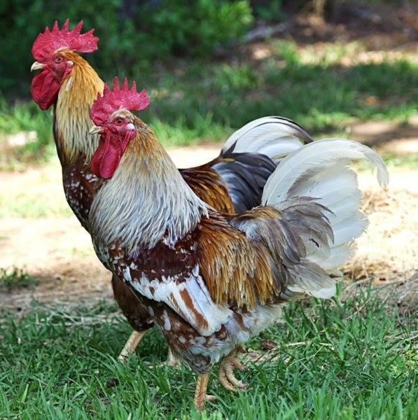 Duo of Swedish Flower Hen roosters