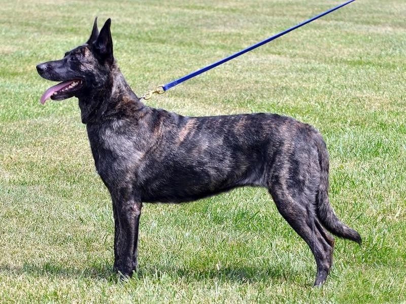dutch shepherd guard dog