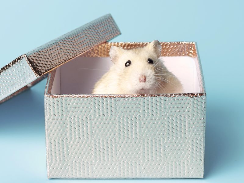Dwarf fluffy hamster in a gift box on blue background