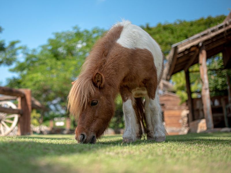 Dwarf Horse In Field