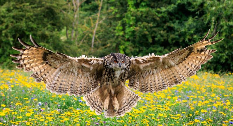 Eagle owl in flight over a meadow