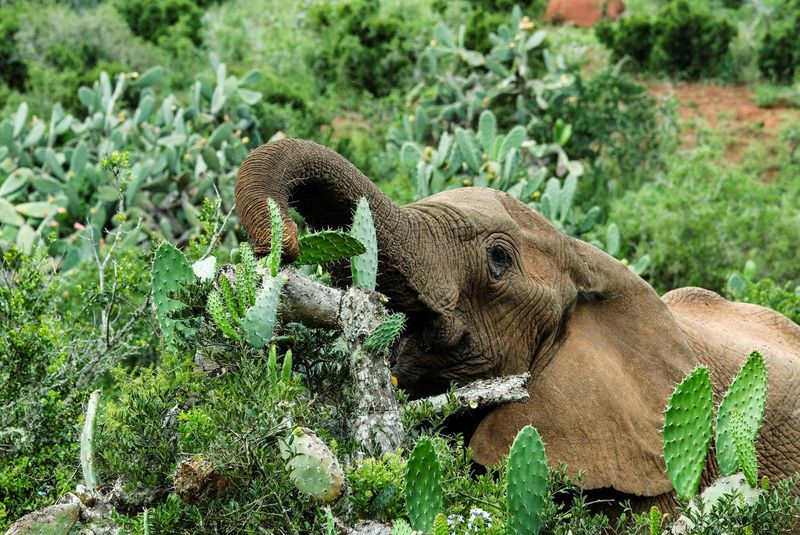 Elephant eating plants