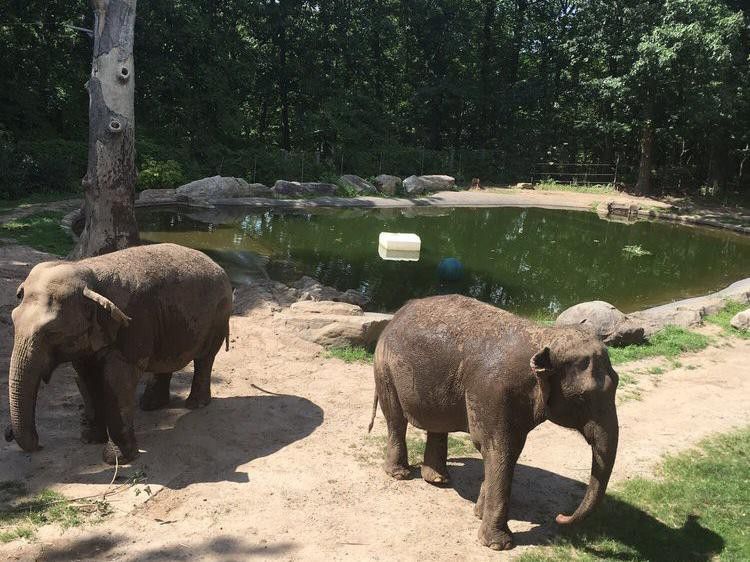 Elephants at the Bronx Zoo
