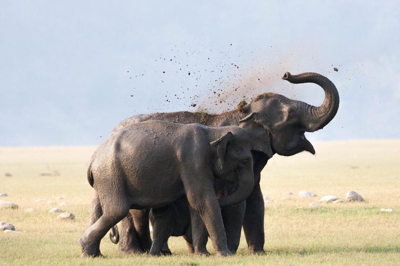 Elephants get a mud bath
