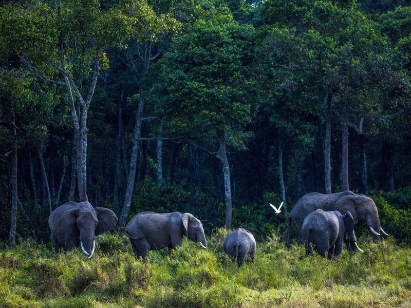 Elephants Grazing on Grass