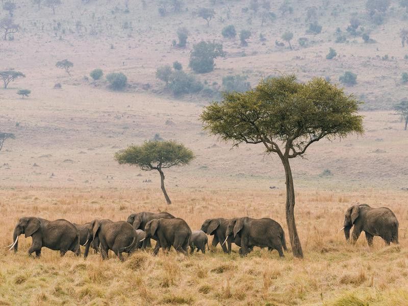 Elephants Out for a Walk