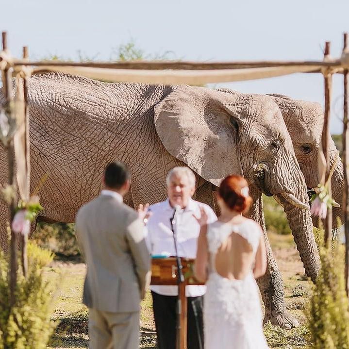Elephants photobombing wedding
