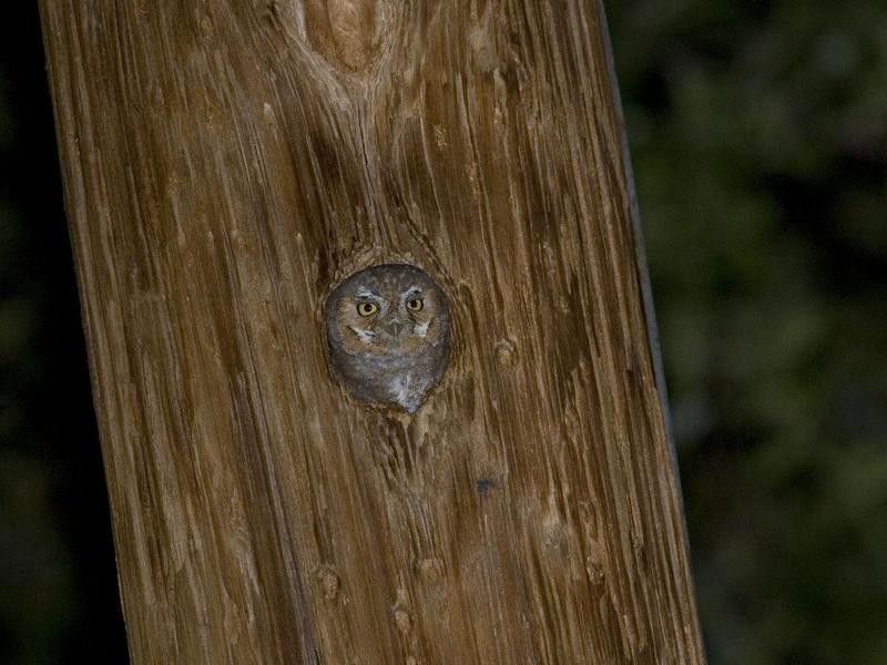 Elf owl in a post