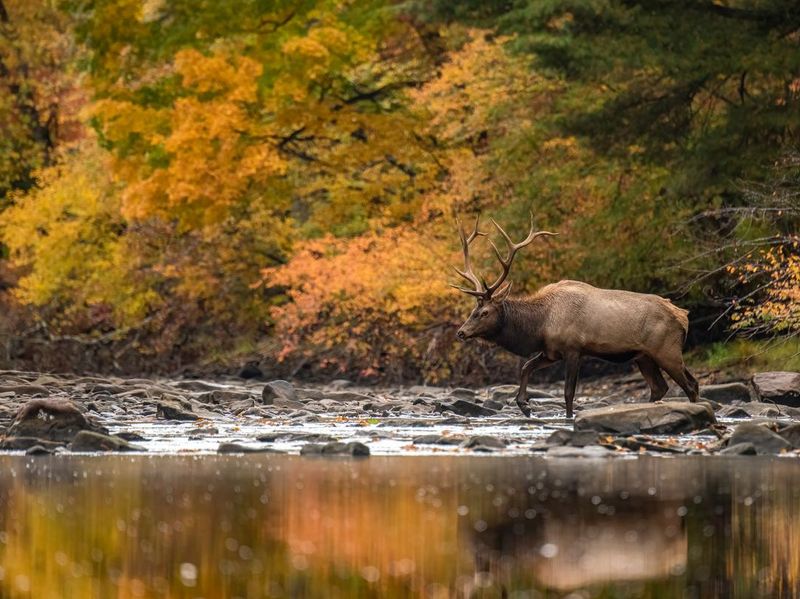 Elk in Pennsylvania