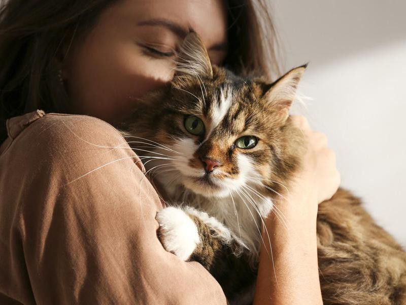 emotional support cat breeds