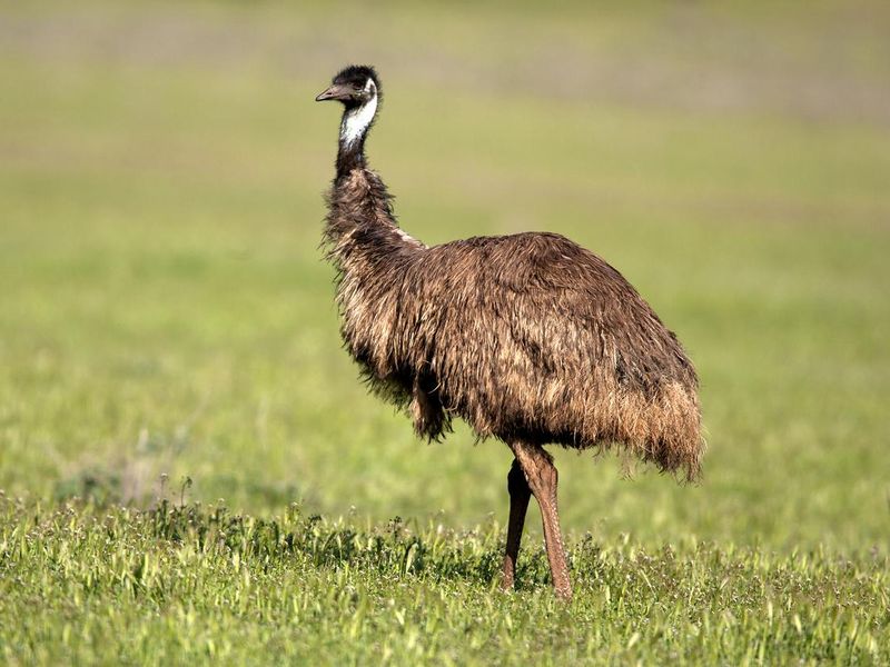 Emu in grass