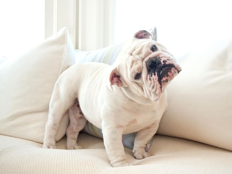 English bulldog on a couch