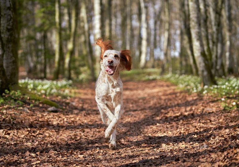 English setter running in the forest in Vestfold, Norway