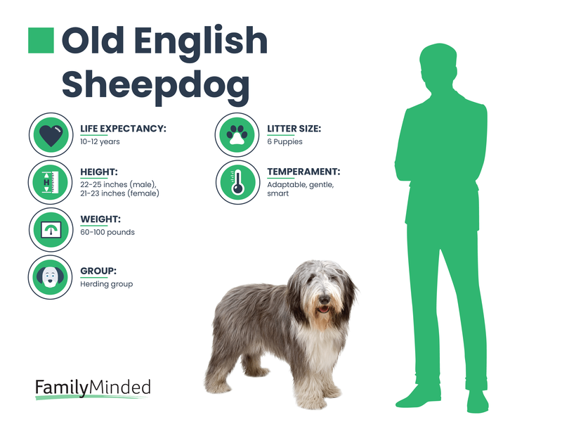 English Sheepdog breed