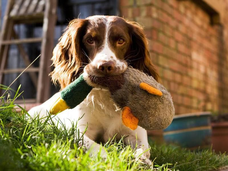 English Springer Spaniel with toy
