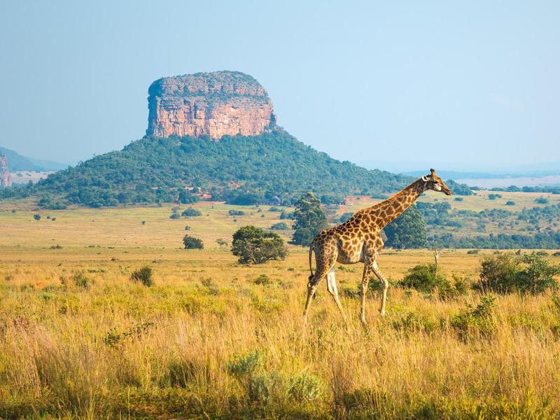 Entabeni Safari Wildlife Reserve, South Africa