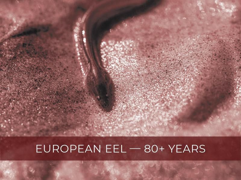 European Eel
