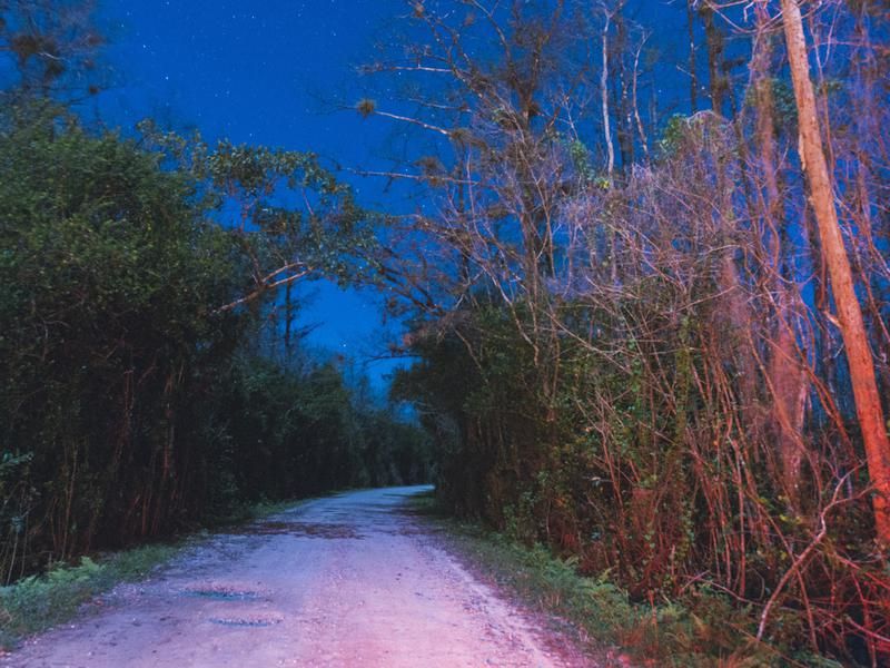 Everglades at Night