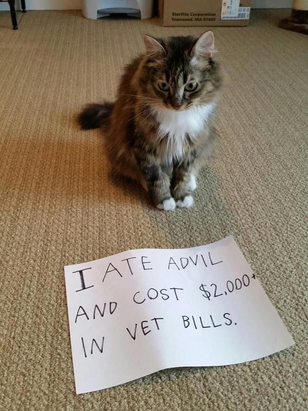 expensive vet bill