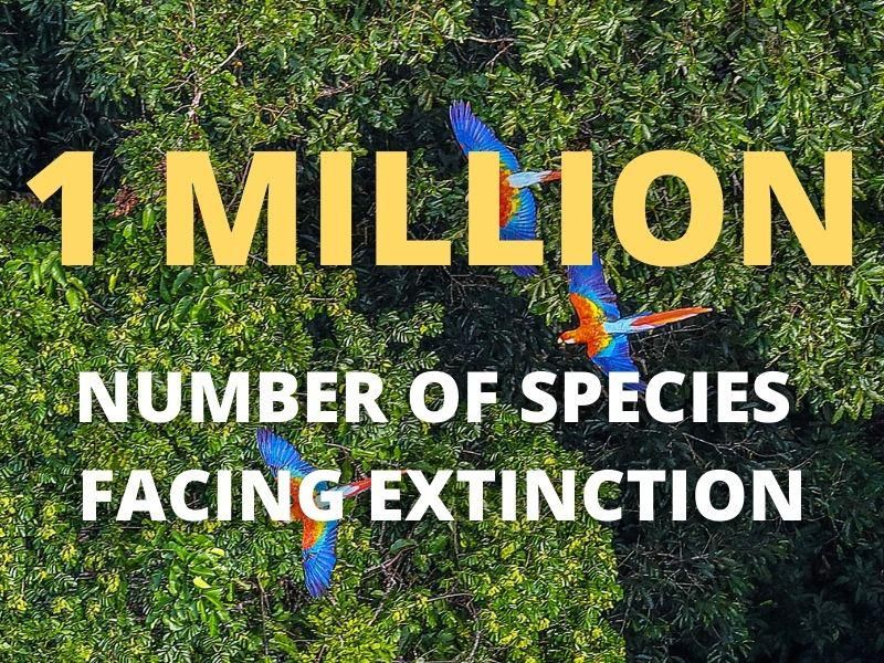 Extinction facts