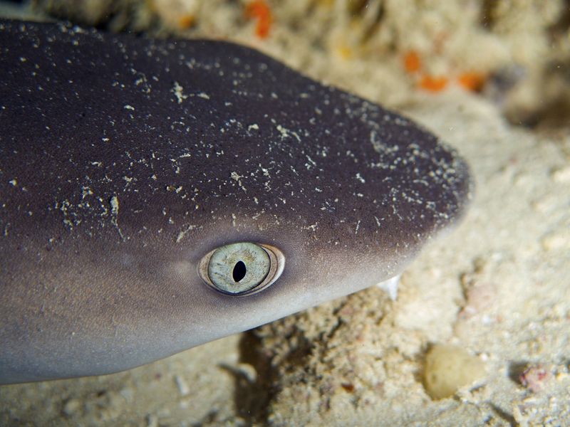 Eye of a white tip reef shark
