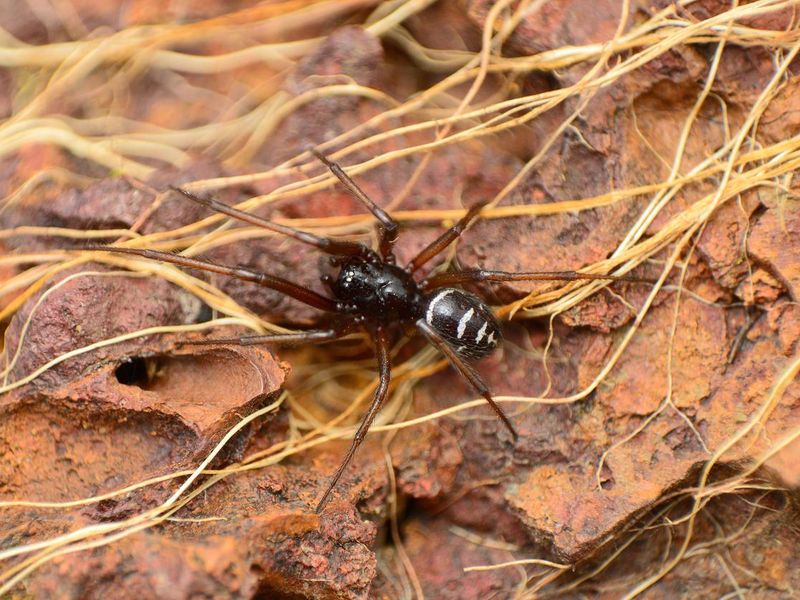 Fake black widow spider