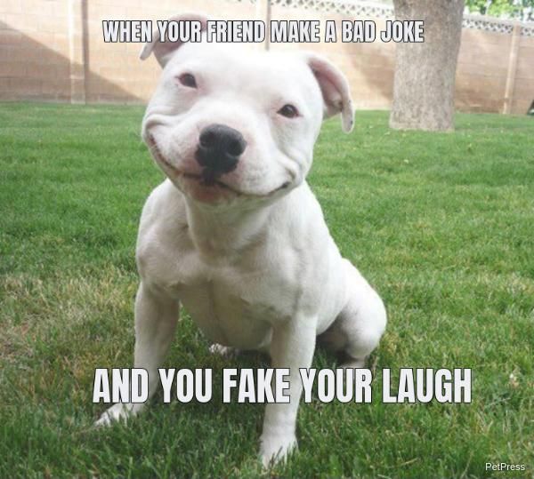 Fake laugh dog meme